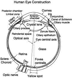 Human Eye Construction
